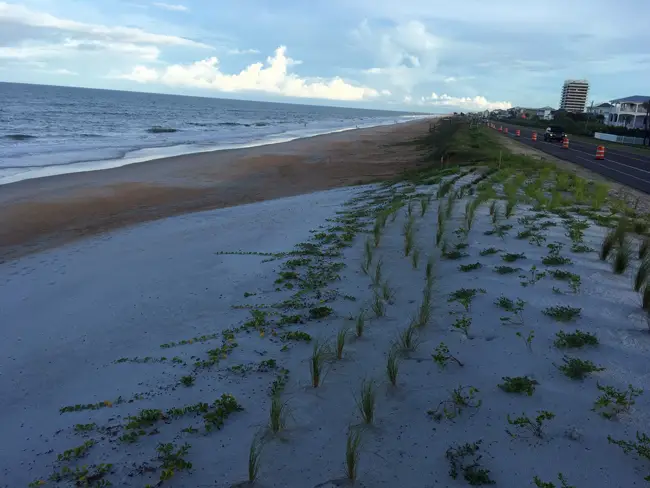 Taking root on Flagler Beach's new buried sea wall. (c FlaglerLive)