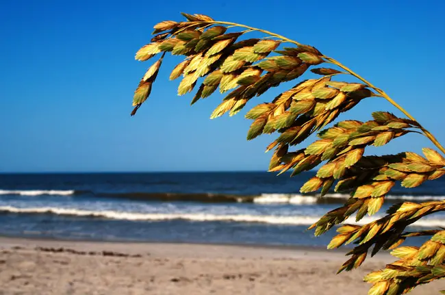 Sea oats are important to the ecology of barrier islands because they're resistant to saline air and root deep into sand, stabilizing dunes. Sea oats are a protected grass under Florida law. 