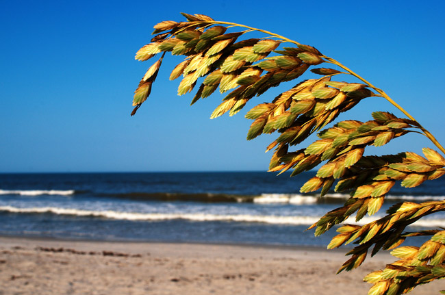 Sea oats are important to the ecology of barrier islands because they're resistant to saline air and root deep into sand, stabilizing dunes. Sea oats are a protected grass under Florida law.