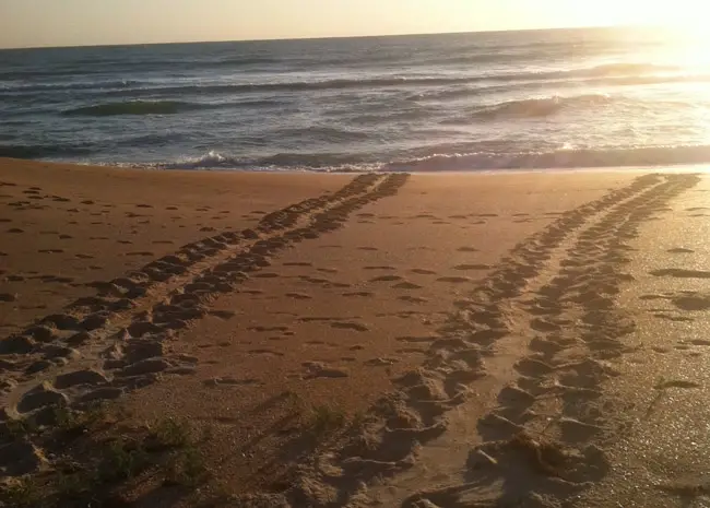 They're back: Sea turtle tracks in Beverly Beach on April 24. (© Frank Gromling)