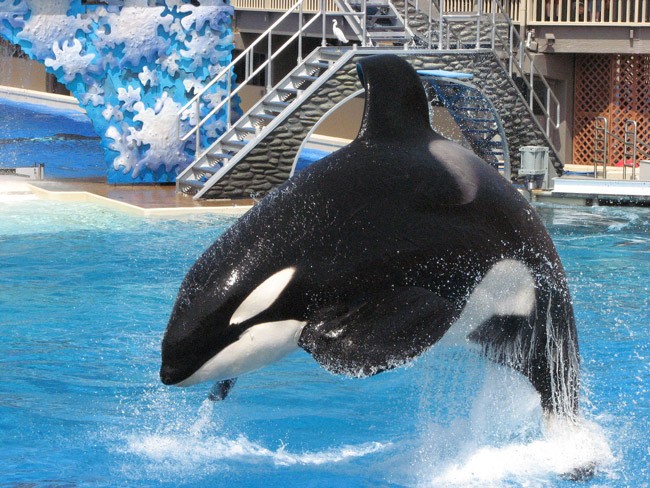 Seaworld orcas killer whales abuse