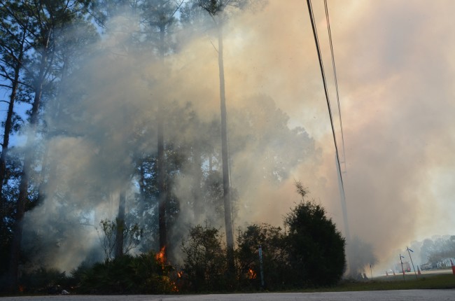 The fire along Seminole Woods Blvd. started as a 70 by 70 blaze but was then intentionally broadened  to an acre to prevent fire issues later. (© FlaglerLive)