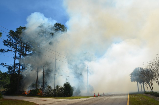 Thick smoke wating across both directions of Seminole Woods Boulevard prompted a closure of the road for half a mile south to Utah Place. Click on the image for larger view. (© FlaglerLive)