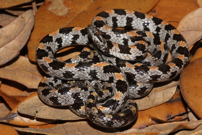 The short-tailed snake. Click on the image for larger view. (FWC)