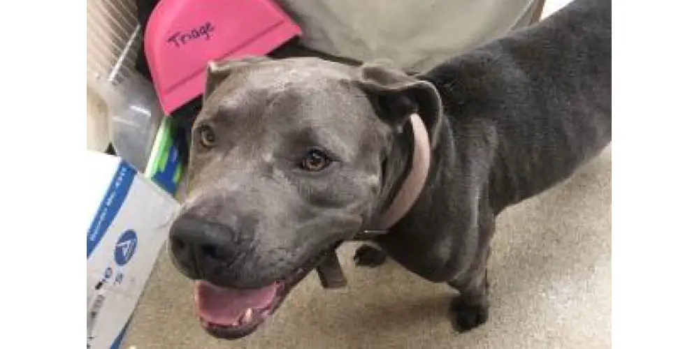 Slurpy, a 4-year-old stray that had been at the Humane Society since late November, was euthanized after a biting incident last week. (Humane Society)