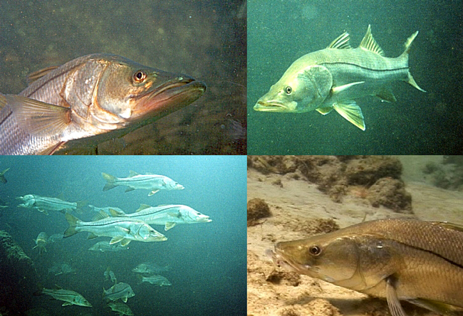 Male? Female? Snook are protandric hermaphrodites: they like to sitch around. (Florida Fish and Wildlife Conservation Commission) Florida snook population mortality