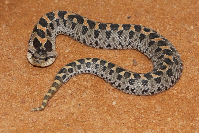 The southern hognose snake. Click on the image for larger view. (FWC)