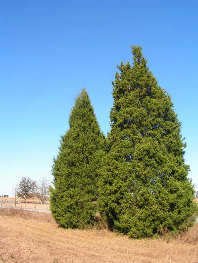 Southern Redcedar Or Sand Cedar Juniper Siliciola