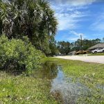 The property owners of the vacant lots to the left are not responsible for mowing the right of way swales fronting the road, the way homeowners to the right are. Palm Coast government is about to change that. (© FlaglerLive)