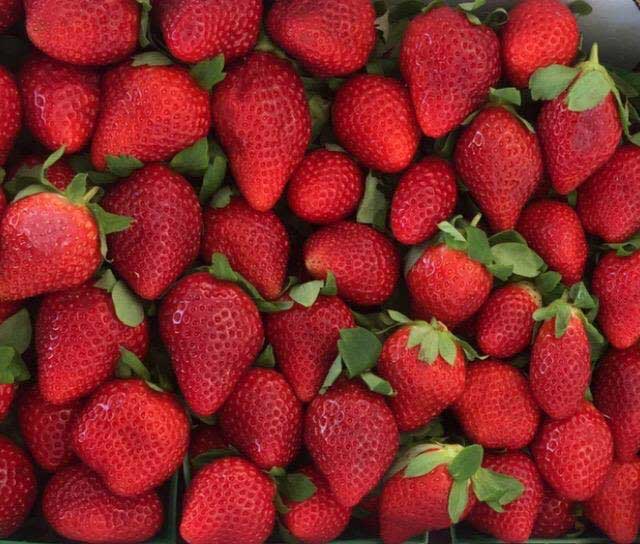 Annual Strawberry festival in Palm Coast's Central Park FlaglerLive