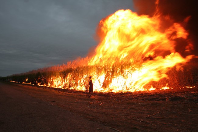 sugar cane fields fires harvest