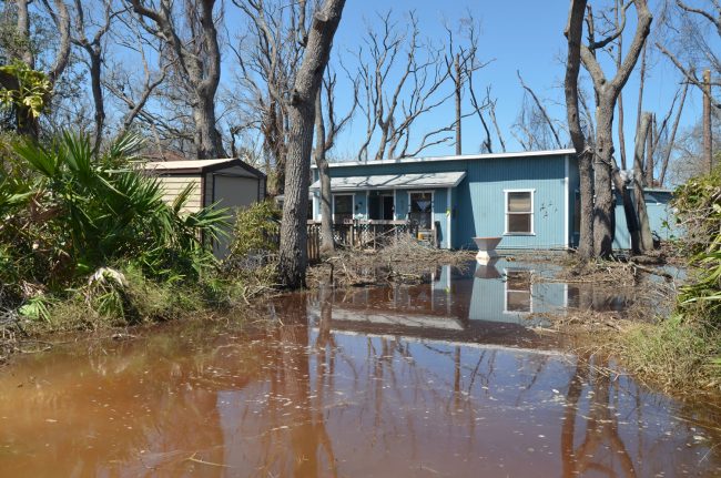 at 5 Surf Drive in marineland Acres today. Click on the image for larger view. (c FlaglerLive)