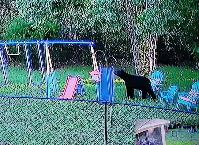 A video still of the bear from Richie Maher posted on the Seminole Woods Neighborhood Watch Facebook page on June 10. 