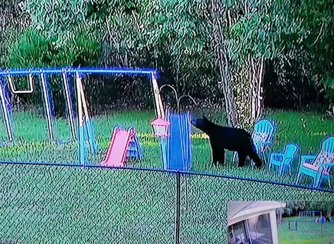 A video still of the bear from Richie Maher posted on the Seminole Woods Neighborhood Watch Facebook page on June 10.