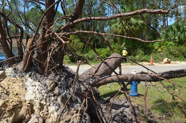 The latest survey of Palm Coast residents' satisfaction with their city may have been clouded by Hurricane Irma and its aftermath. (© FlaglerLive)