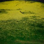 Swampy and scummy. (Unsplash)