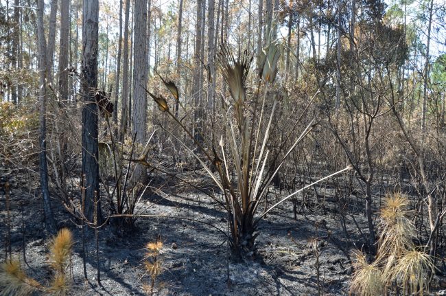 bimini fire