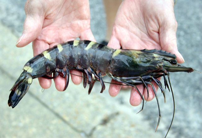 The Threats Are Out There Asian Tiger Shrimp Invade Gulf S Ecosystem