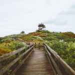 Building three golf courses at Jonathan Dickinson State Park will require moving the popular Hobe Mountain observation tower. (Photo via Discover Martin County)