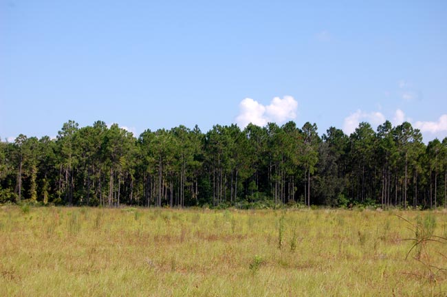 town center palm coast blight