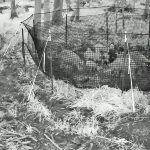 Hogs trapped in a net-based county trap, last July. (Flagler County)