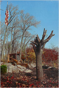 The Survivor Tree in 2001. (NYC Parks Department)