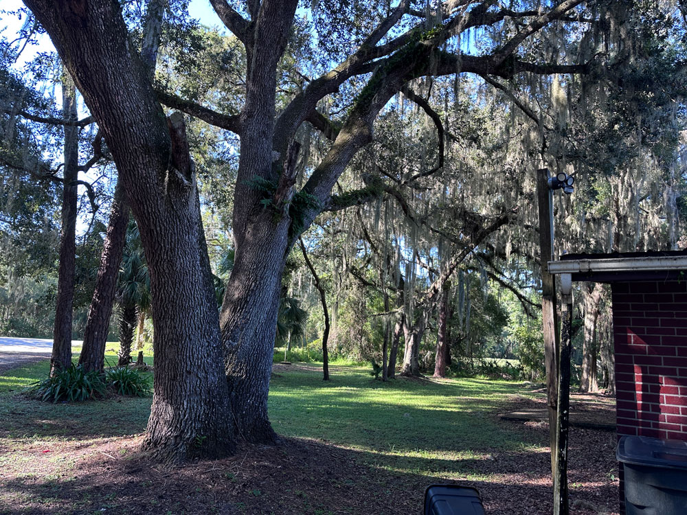 The trees and canopy that would be destroyed. (© FlaglerLive)