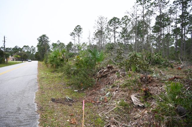 Almost all the trees along Point Pleasant have been cut, with the exception of a small easement. (© FlaglerLive)