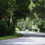 Palm Coast government is hoping to secure money to but all lands along the Palm Coast Parkway corridor to protect the city's signature canopy. (© FlaglerLive)