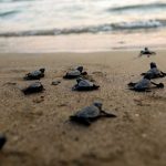 Newly hatched loggerhead sea turtles (Caterra caretta) journey from their nest toward the ocean.