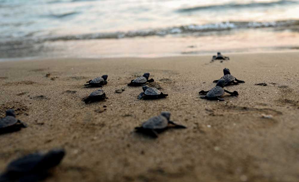 Newly hatched loggerhead sea turtles (Caterra caretta) journey from their nest toward the ocean. 