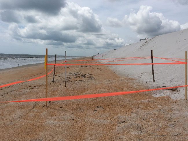 Did you know? Construction activities do not start each day until Turtle Patrol volunteers search for new sea turtle nests.  When nests are found, an extra 10-foot buffer is staked and construction activities cannot occur within that buffer.  Flagler Beach is having a particularly busy nesting season this year with more than 100 nests detected. (FDOT)