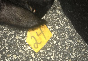 The tag on one of the two cows whose owners have yet to be identified. (FCSO)