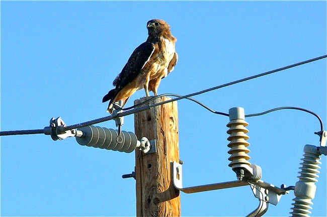 A utility company lobbyist scopes out a client's power. (Larry & Teddy Page)