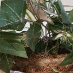 The tiny video camera was dissimulated among the leaves of a potted plant in a condo unit's master bedroom, where it captured a couple undressing, unaware. (FCSO)