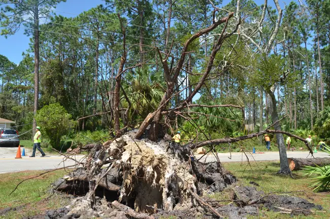 Contractors from the Halter Group, a tree-service company from Vincennes, Indiana, worked to clear an enormous tree's limbs from Point Pleasant Drive near Royal Palms Parkway, in Palm Coast, this afternoon. (c FlaglerLive)