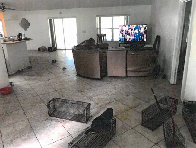 A court ordered the Steeles to maintain the W-Section home in good order for the four animals conditionally returned there. Above, the living room at the house as animal control officials and sheriff's deputies found it in April, when 18 animals were in the house.