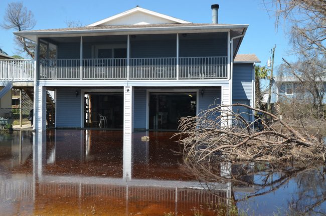 Waterlogged in marineland Acres. (c FlaglerLive)