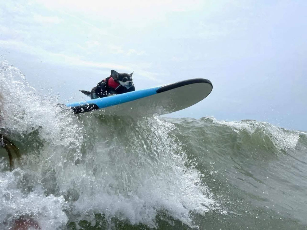 Wednesday in an iconic moment during a past Hang 8 dog-surfing event in Flagler Beach. (Eric Cooley)