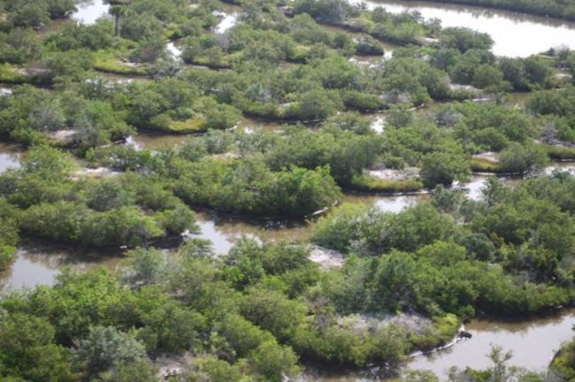 wetlands restoration