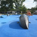The whale and whale tail, the mantra ray, the rings, and the two turtles in the toddler area will be closed to the public as repairs to the splash pad at Holland Park proceed. (© FlaglerLive)