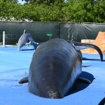 holland park splash pad