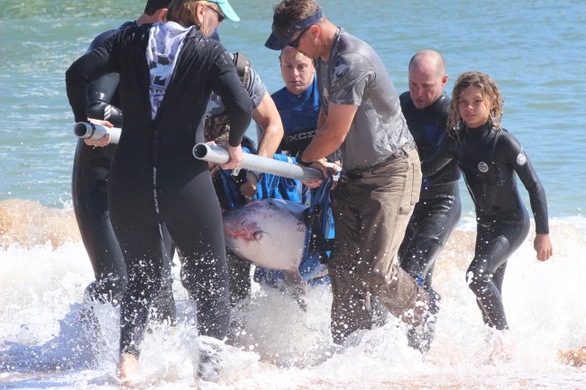 The whale was carried out of the water around 11 a.m. Monday. By then, it appeared to have died. Click on the image for larger view. (©  Sherry Blevins for FlaglerLive)