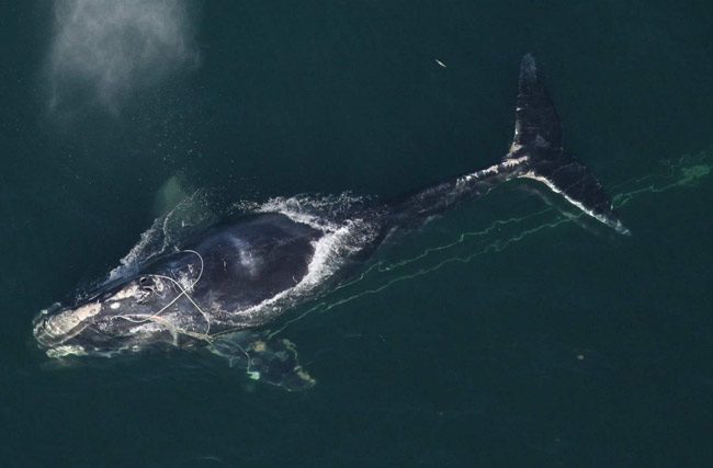Entanglement in fishing gear—in particular, the ropes that attach to lobster traps—threatens the survival of the endangered North Atlantic right whale. (NOAA)