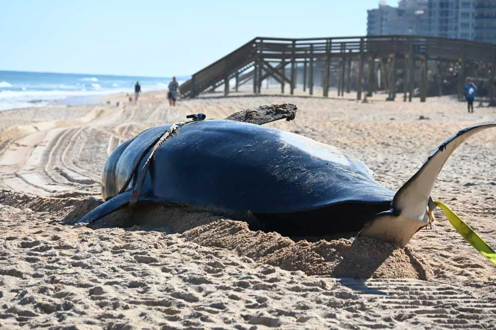 The killer whale that washed up and died at the north end of Flagler County's beaches in January, one of 23 whales that have washed up on the East Coast since December. (© FlaglerLive)