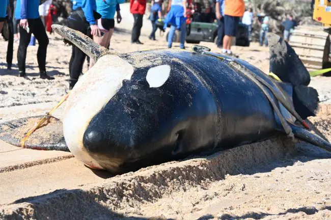 The whale after she was pulled from the surf. (© FlaglerLive)