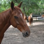 The five horses at Whispering meadows Ranch on John Anderson Highway, and their many students, may have a new home, if negotiations with the county proceed as constructively as they have in the past few weeks. (© FlaglerLive)