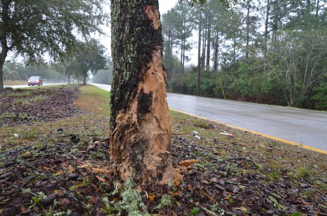 Robert Cronin's Toyota struck this tree in the median on Whiteview Parkway early Saturday morning. (c FlaglerLive)