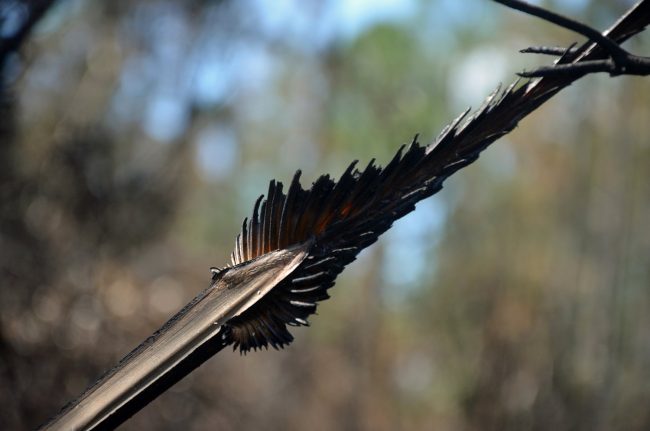 palm frond charred wildfires