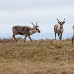 Teshekpuk caribou graze in the National Petroleum Reserve-Alaska. Bob Wick/BLM, CC BY